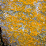 Orange Fungus On Concrete