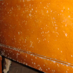 Orange Mold In Furniture