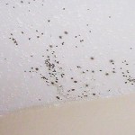 How to Remove Mold From Bathroom Walls