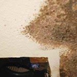 Remove and get Rid of Mold in Bathroom Wall