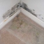 remove mold from carpet