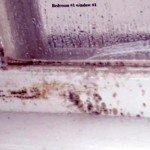 How Do You Know If You Have Black Mold