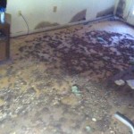 Effects of Mold in the Home