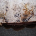 Health Effects Of Mold and Mildew In the Home