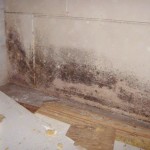 How to Clean Black Mold in Shower
