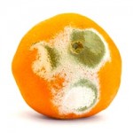 Orange Fruit Mold