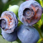 Prevent Orange Mold on Blueberries That’s Harmful to Eat