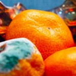 Orange Mold In Fridge And Cleaning the Refrigerator