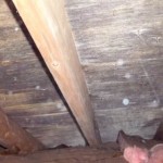 How To Remove Mold and Mildew From Attic