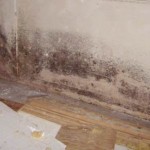 How To Clean Up Black Mold in House