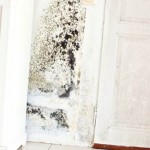 I Have Founded Mold In My House, What should I Do?