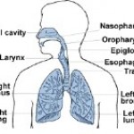 Side Effects of Breathing in Mold