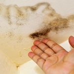 Mold On Home And Effects On Your Body