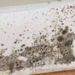 How Does Mold Grow: The Simple Science