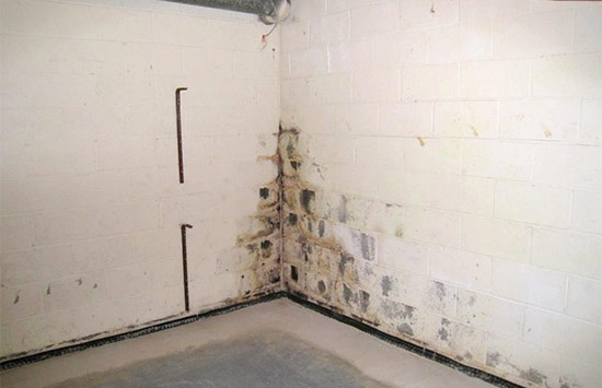 Prevent and Control Mold in Your Basement
