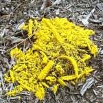 Moldy Mulch? Yellow Slime Mold? Here’s The Facts