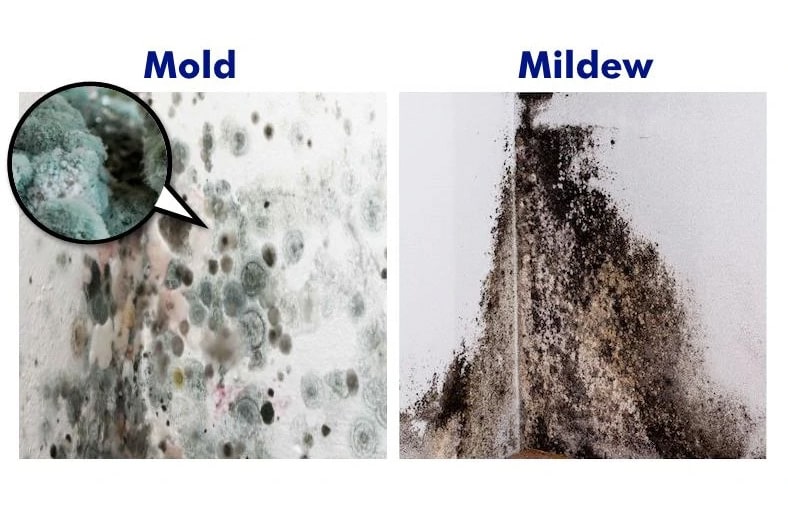Mold vs Mildew